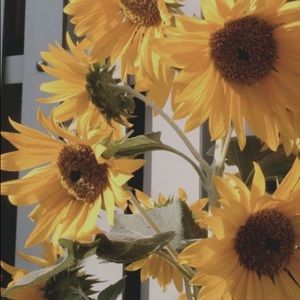 Meet your Posher, Liz